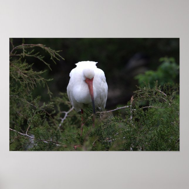 Ibis Bird Poster (Framsidan)