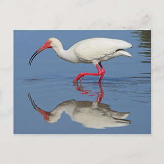 Ibis Coastal Bird Vykort