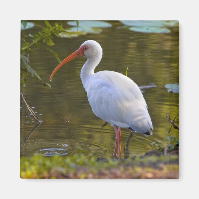 Ibis Drinning vid Pond Magnet (Framsidan)