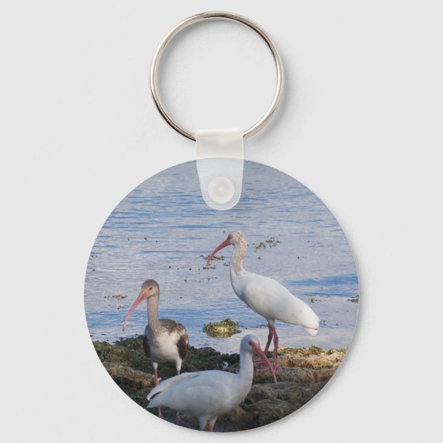 Ibis-fåglar på stranden av Florida Bay Nyckelring (Framsida)
