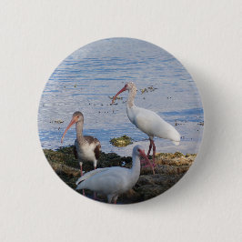 Ibis-fåglar vid Florida Bay Knapp