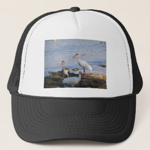 Ibis-fåglar vid Florida Bay Truckerkeps