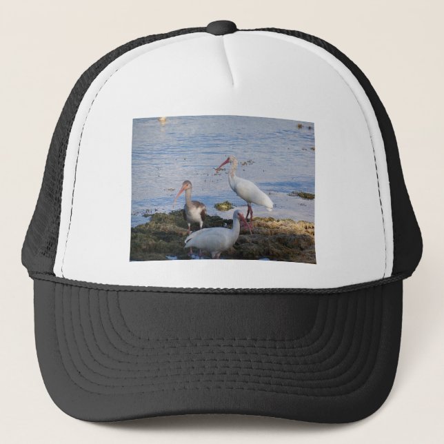 Ibis-fåglar vid Florida Bay Truckerkeps (Framsida)