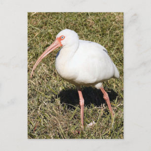 Ibis Foto-vykort Vykort