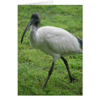 Ibis Hälsningskort