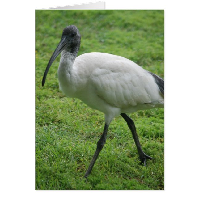 Ibis Hälsningskort (Framsidan)