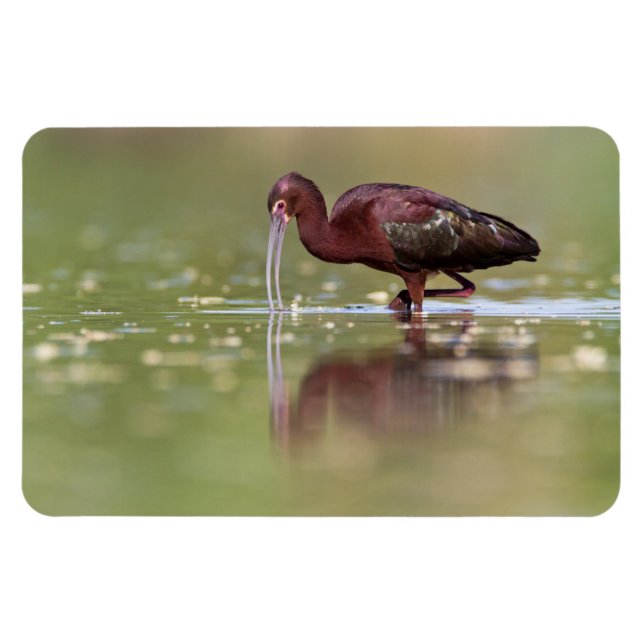 Ibis i dammar magnet (Horisontell)