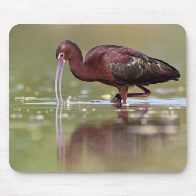 Ibis i dammar  musmatta (Framsidan)