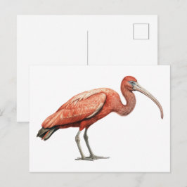 Ibis II Vykort