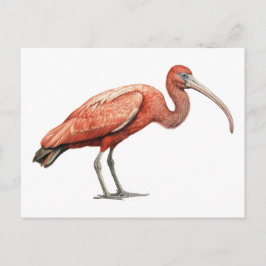 Ibis II Vykort