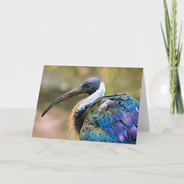 Ibis Kort (Framsida)