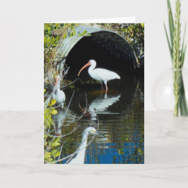 Ibis och snöig Egrethälsningkort Kort