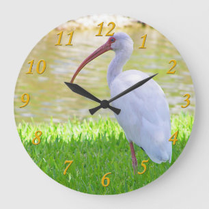 Ibis på en lägger benen på ryggen fotograferar stor klocka