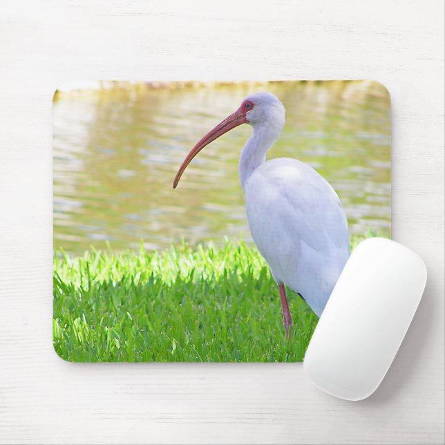 Ibis på ett bladfoto musmatta (Med mus)
