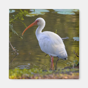 Ibis som dricker på dammmagneten magnet