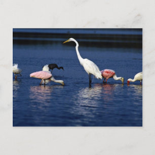Ibis, spoonbill, underbar genre, blå öron och snö vykort