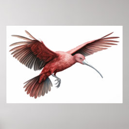 Ibis-spridning av vingar poster