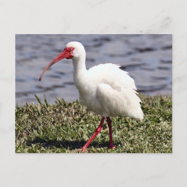 Ibis vykort med foto (Framsida)