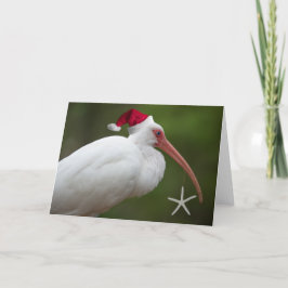 Ibis w/Tomhat Helgkort