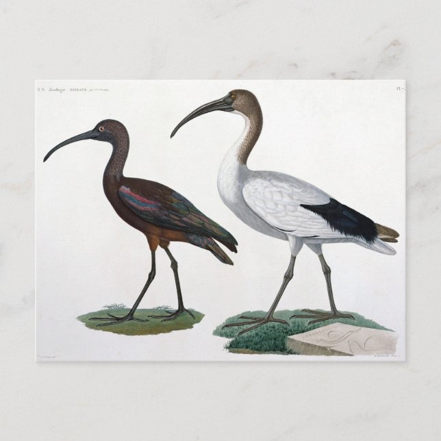 Ibises, from 'Description de l'Eypte', 1817 Vykort (Framsida)