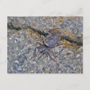 IBSP Jetty Spider-vykort Vykort