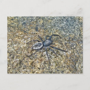 IBSP Jetty Spider-vykort Vykort