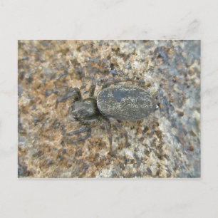 IBSP Jetty Spider-vykort Vykort