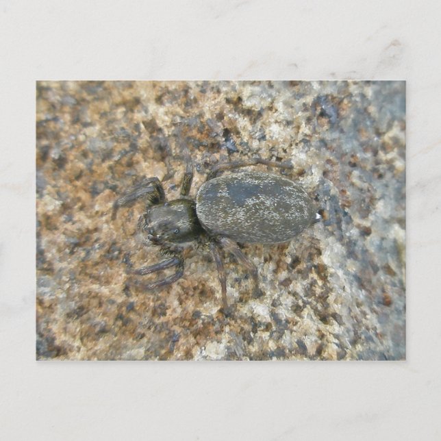 IBSP Jetty Spider-vykort Vykort (Framsida)
