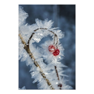 Ice Berries Fototryck
