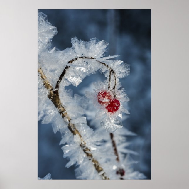 Ice Berries Poster (Framsidan)