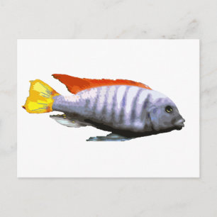 Ice Blue Zebra Cichlid Vykort