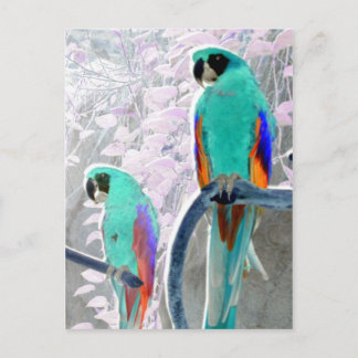 Ice Parrots Vykort