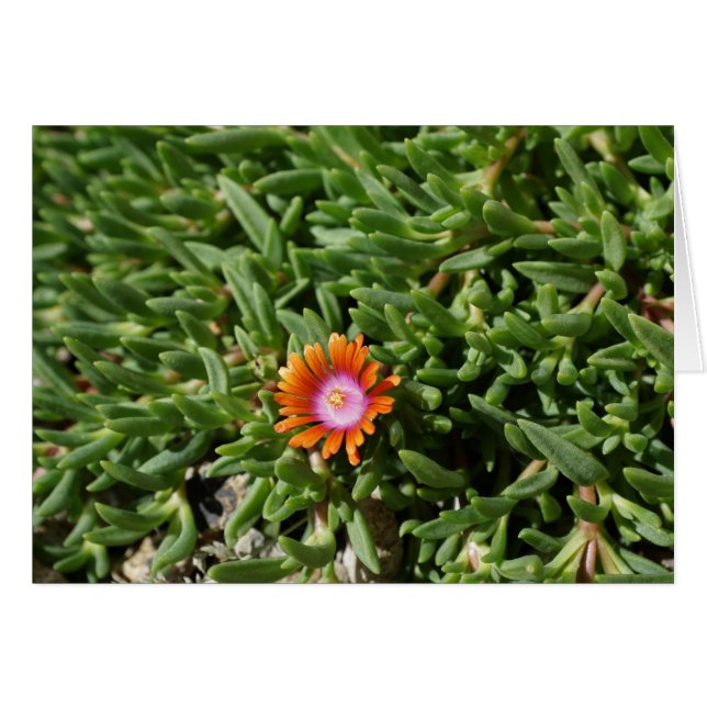 Ice Plant, Edgewood NM OBS Kort (Framsidan Horizontal)