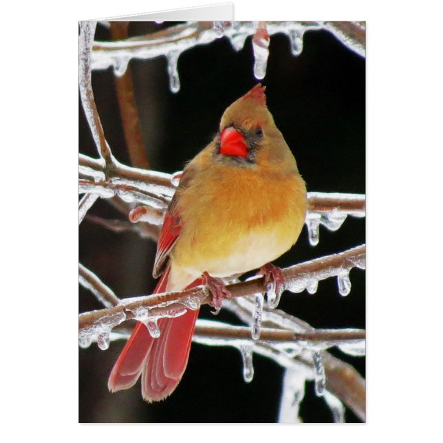 Ice Princess - Female Cardinal Bird Hälsningskort (Framsidan)