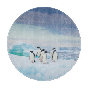 Ice & Snö Adelie Penguins Antarctica