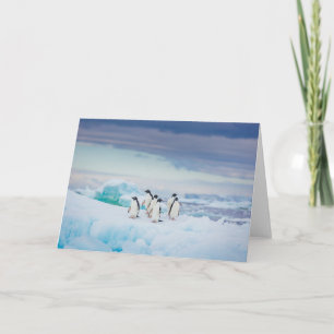 Ice & Snö Adelie Penguins Antarctica Kort