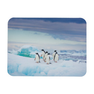 Ice & Snö Adelie Penguins Antarctica Magnet