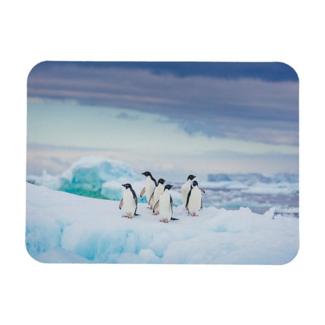 Ice & Snö | Adelie Penguins Antarctica Magnet (Horisontell)