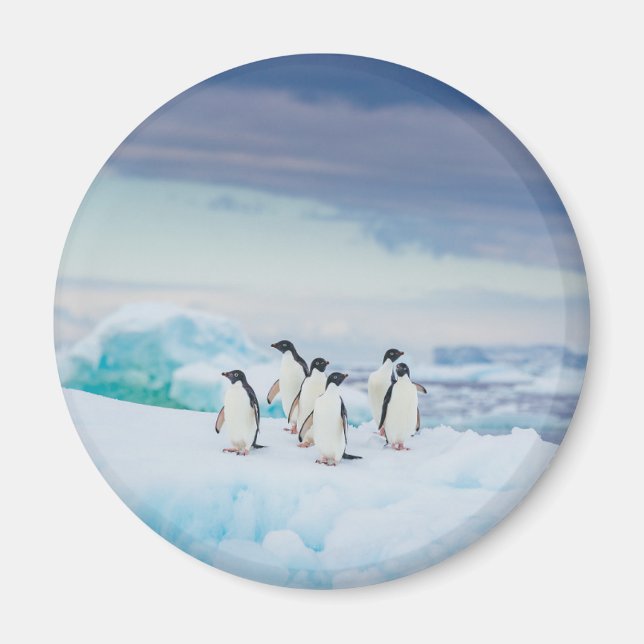Ice & Snö | Adelie Penguins Antarctica Magnet (Framsidan)