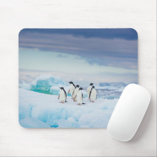 Ice & Snö   Adelie Penguins Antarctica Musmatta