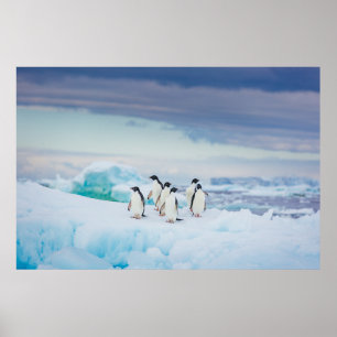 Ice & Snö Adelie Penguins Antarctica Poster
