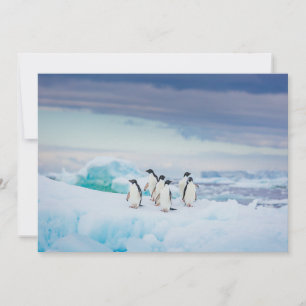 Ice & Snö Adelie Penguins Antarctica Tack Kort