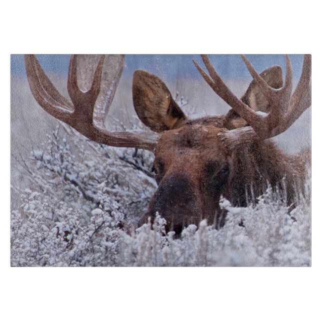 Ice & Snö | Grand Teton National Park Wyoming (Framsidan)