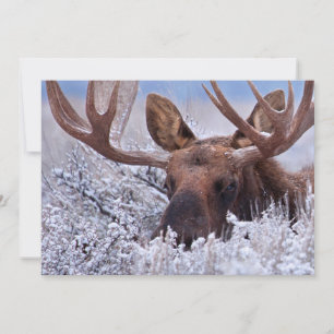 Ice & Snö Grand Teton National Park Wyoming Tack Kort