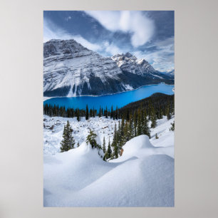 Ice & Snö   Peyto Sjö, Canadian Rockies Poster