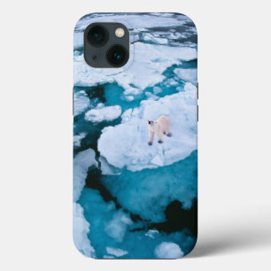 Ice & Snö   Polar Bear, Arktiska oceanen, Svalbard