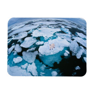 Ice & Snö Polar Bear, Arktiska oceanen, Svalbard Magnet