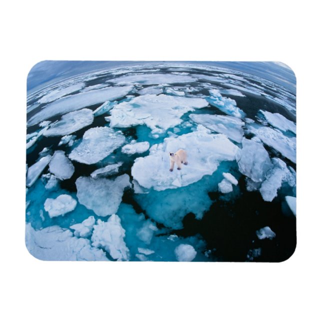 Ice & Snö | Polar Bear, Arktiska oceanen, Svalbard Magnet (Horisontell)