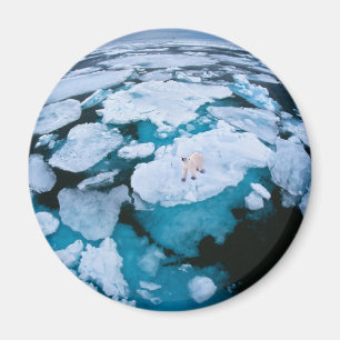 Ice & Snö Polar Bear, Arktiska oceanen, Svalbard Magnet