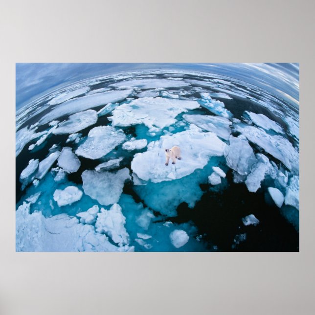 Ice & Snö | Polar Bear, Arktiska oceanen, Svalbard Poster (Framsidan)
